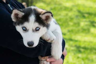 Cute puppy siberian husky black and white with blue eyes on the hands of the owner. 
