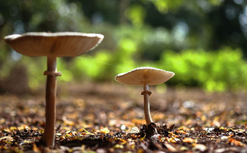 Close-up of mushroom growing on field