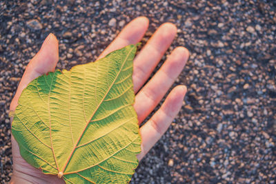 Close-up of hand holding autumn leaves