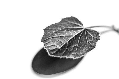 Close-up of leaves against white background