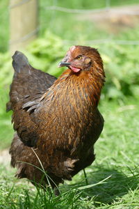 Close-up of a bird on field