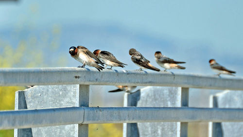 Barn swallows perching on metal railing