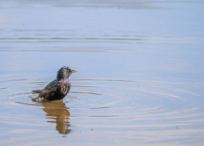 Side view of a duck swimming in lake