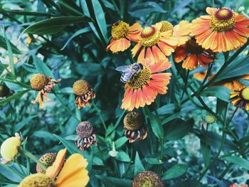 Close-up of yellow flowering plants