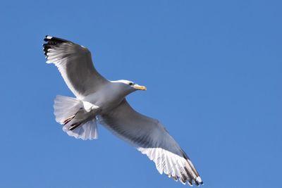 Low angle view of seagull flying in sky