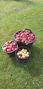 High angle view of fruits in bowl on field