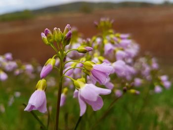 Close-up of purple flowers