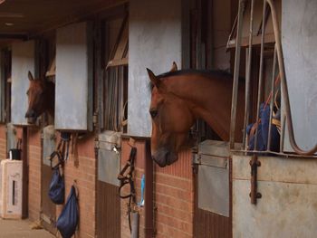 Horse in stable