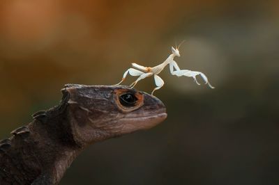 Close-up of praying mantis on lizard