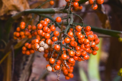 Close-up of berries growing on tree