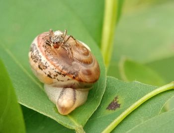 Close-up of insect on leaf