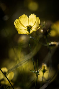 Close-up of yellow flower