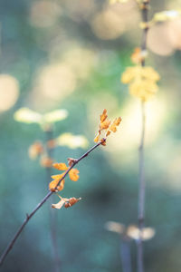 Close-up of flowering plant against blurred background