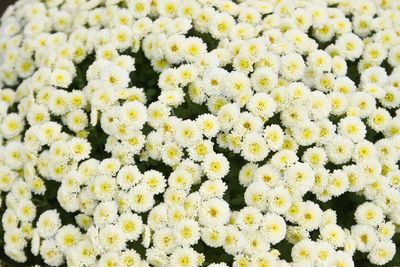 Close-up of yellow flowers