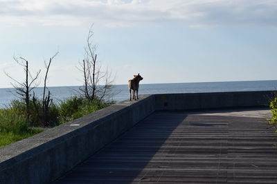 Dog standing on retaining wall by sea against sky