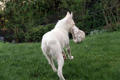 Dog carrying ball in mouth on grassy field