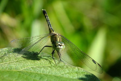 Close-up of insect on leaf