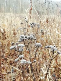 Close-up of dry plants on land