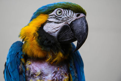 Close-up of peacock