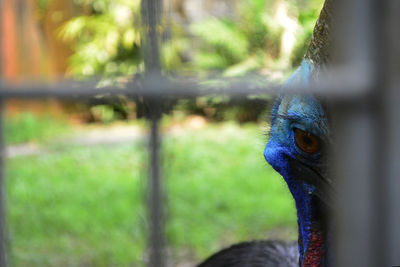 Close-up of peacock