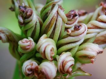 Close-up of fresh vegetables