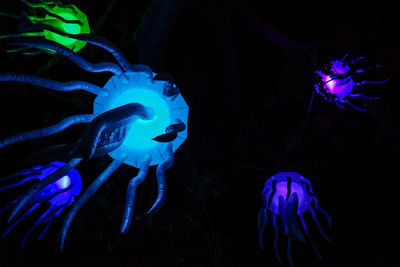 Close-up of jellyfish swimming in sea