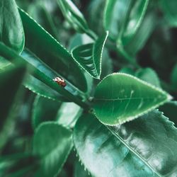 Close-up of insect on leaf