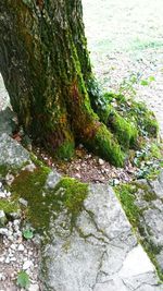 Plants growing in water