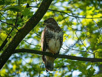 Low angle view of eagle perching on tree