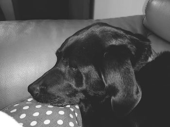 Close-up of dog resting on sofa at home