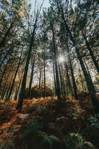 Sunlight streaming through trees in forest