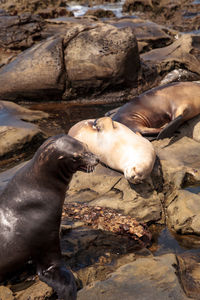 California sea lion zalophus californianus sunning on the rocks of la jolla cove 