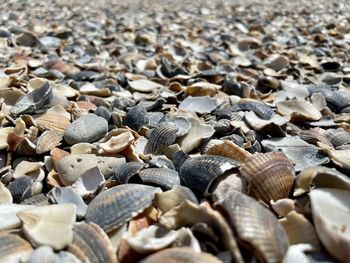 Full frame shot of shells on beach