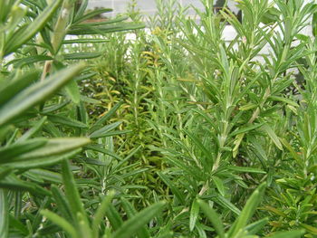 Close-up of grass growing in field