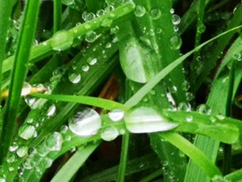 Close-up of wet leaves on rainy day