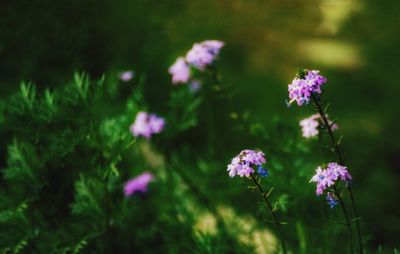 Close-up of purple flowering plant on field