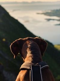 Close-up of dog