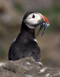 Close-up of bird perching on rock