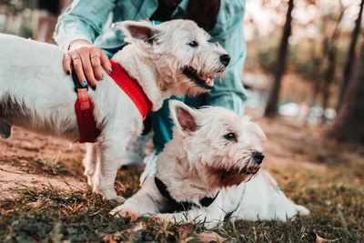 Happy west hightland white terrier