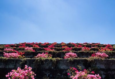 Pink flowering plants against clear sky