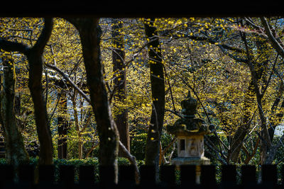 Statue amidst trees during autumn