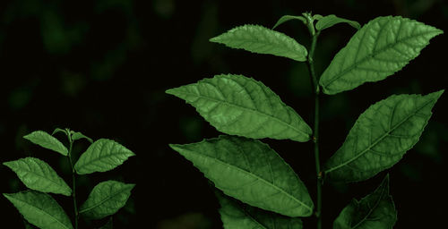 leaf