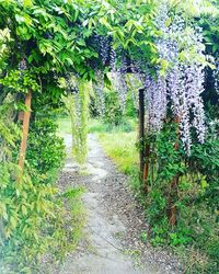 Plants and trees in park