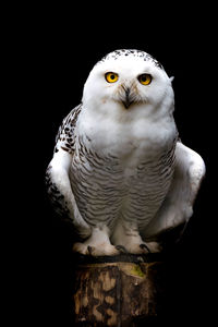 Close-up of a bird