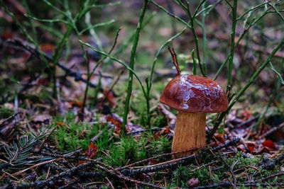 Close-up of fly agaric mushroom on field