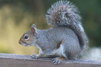 Close-up of squirrel