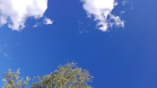 Low angle view of flower tree against blue sky