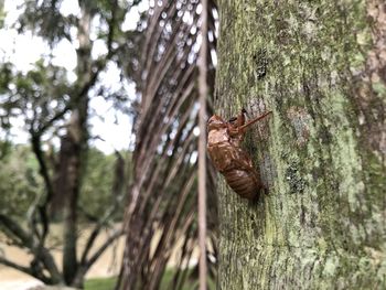 View of insect on tree trunk