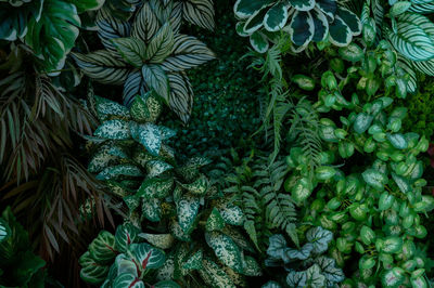 Full frame shot of plants