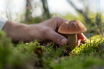 Hiker collects mushrooms for making yummy dish in green forest illuminated by ray of sunlight